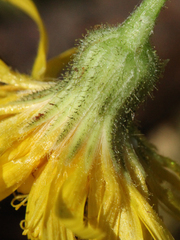 Hieracium subpellucidum