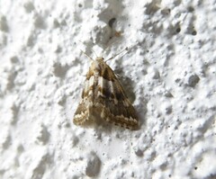 Anomocentris trissodesma