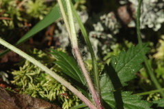 Hieracium subpellucidum