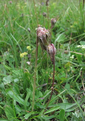 Campanula tridentata biebersteiniana