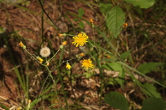 Hieracium subpellucidum
