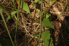 Hieracium subpellucidum