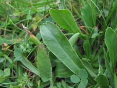 Campanula tridentata biebersteiniana