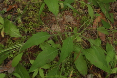 Hieracium subpellucidum
