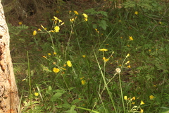 Hieracium subpellucidum