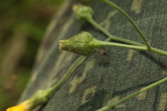 Hieracium subpellucidum