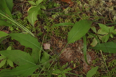 Hieracium subpellucidum