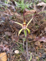Caladenia caesarea