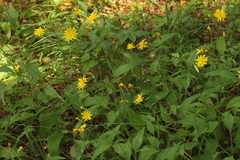 Hieracium subpellucidum
