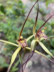 Caladenia caesarea