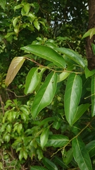 Glochidion lanceolatum