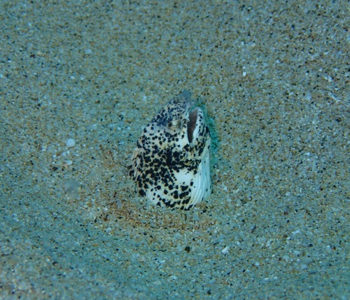 Callechelys lutea, 2022-08-06
