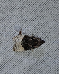 Apotomis betuletana