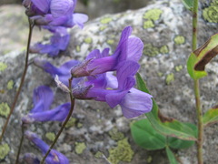 Vicia sosnowskyi