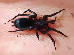 Hypodrassodes maoricus