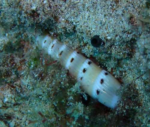 Hastula strigilata observed 2022-08-06