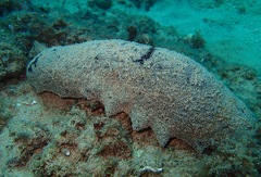 Holothuria whitmaei