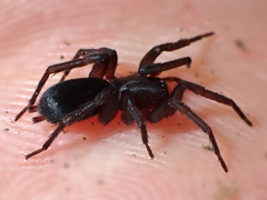 Hypodrassodes maoricus