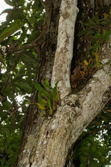 Bulbophyllum maximum