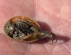 Lepidurus arcticus