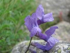 Vicia sosnowskyi
