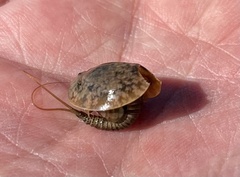 Lepidurus arcticus