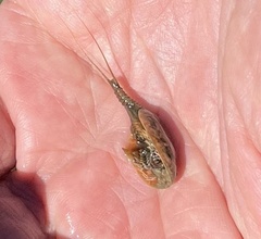 Lepidurus arcticus
