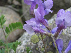 Vicia sosnowskyi