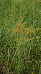 Cyperus digitatus