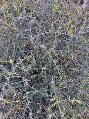 Chenopodium nitrariaceum