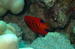 Centropyge loriculus