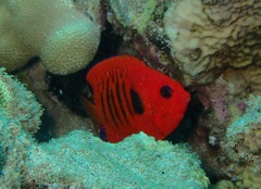 Centropyge loriculus