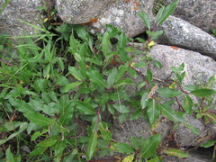 Salix kazbekensis