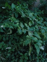 Phytolacca americana