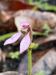 Eriochilus scaber scaber