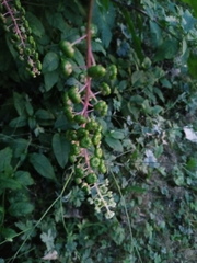 Phytolacca americana