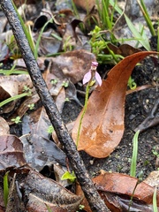 Eriochilus scaber scaber