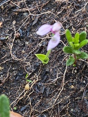 Eriochilus scaber scaber