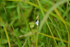 Lindernia dubia anagallidea