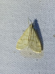 Paracorsia repandalis