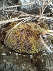 Syntrichia caninervis