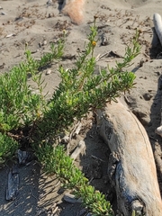 Limbarda crithmoides longifolia