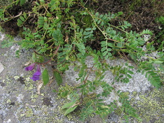 Vicia sosnowskyi