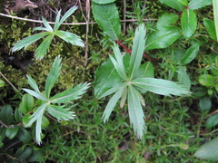Alchemilla sericea