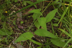 Hieracium subpellucidum