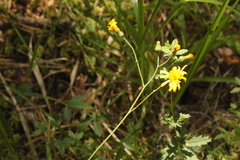 Hieracium subpellucidum