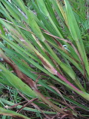 Tragopogon reticulatus