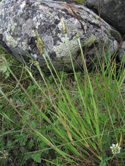 Tragopogon reticulatus