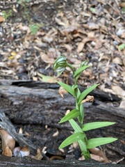 Pterostylis vittata