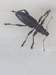 Brachyderes lusitanicus